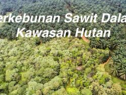 Penolakan Permohonan Penyelesaian Sawit Dalam Kawasan, Sawit Watch : Tegakan Proses Hukum Pidana Kehutanan!